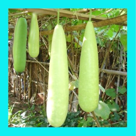BEAN-NEW GUINEA-CLIMBER