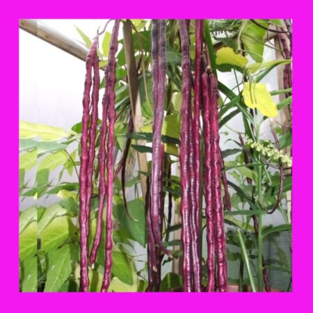 BEAN-RED NOODLE-SNAKE-CLIMBER