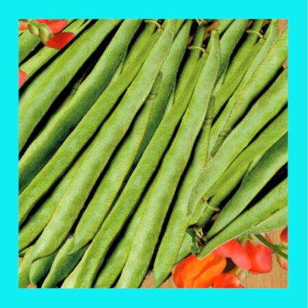 BEAN-SCARLET RUNNER (aka 7 YEAR or ENGLISH RUNNER)