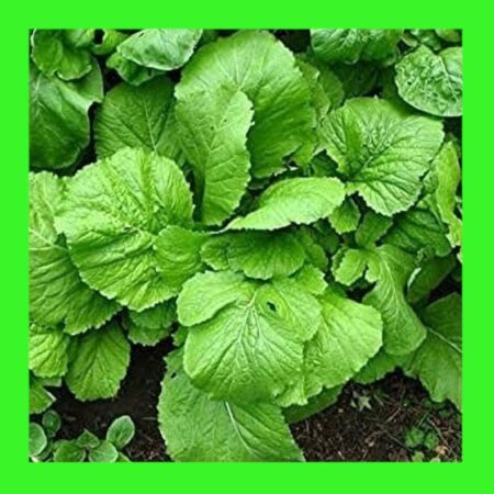 CABBAGE-BROAD LEAF-MUSTARD