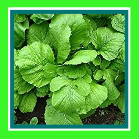 CABBAGE-BROAD LEAF-MUSTARD (SALE)