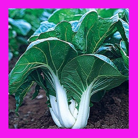CABBAGE-BOK CHOY-WHITE STEM