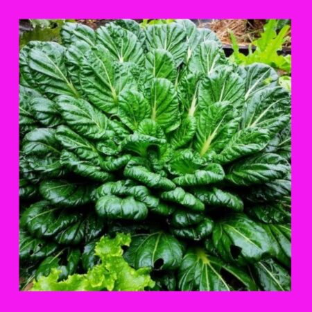 CABBAGE-TATSOI