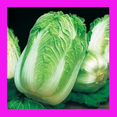 CABBAGE-WONG BOK