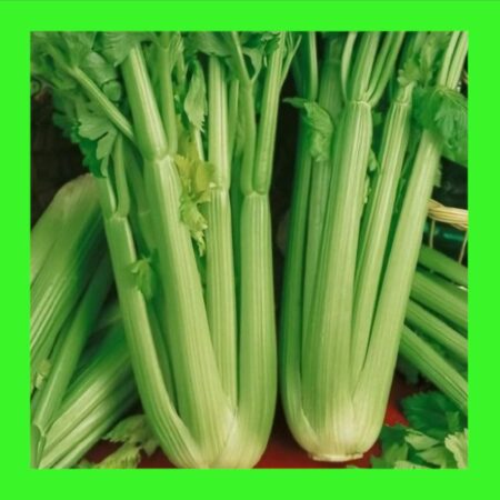 CELERY-TALL UTAH