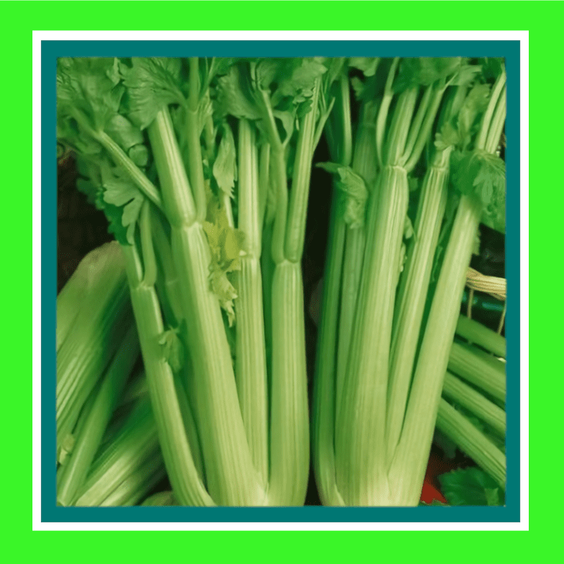 CELERY-TALL UTAH (SALE) 1 CELERY-TALL UTAH (SALE)