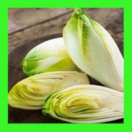 CHICORY-WITLOOF