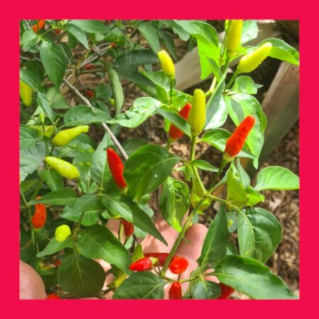 CHILLI-BAHAMIAN BIRD