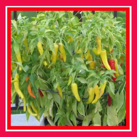 CHILLI-HUNGARIAN-YELLOW-HOT-WAX-TREATED