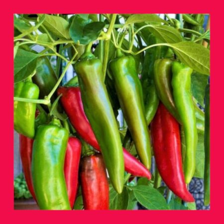 CHILLI-ANAHEIM