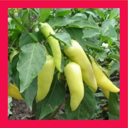 CHILLI-BANANA