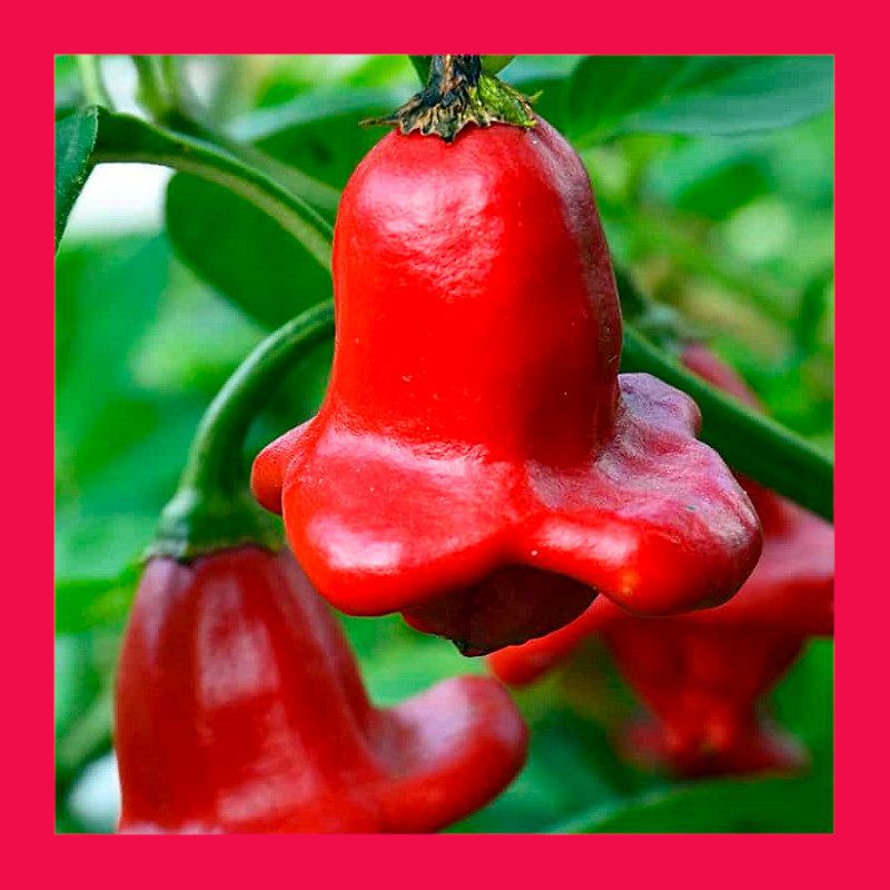 CHILLI-BISHOPS CROWN 1 CHILLI-BISHOPS CROWN