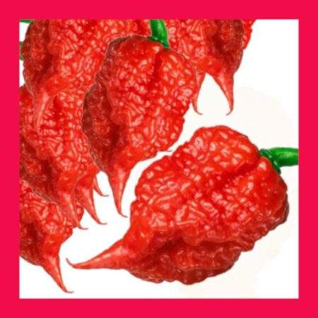 CHILLI-CAROLINA REAPER