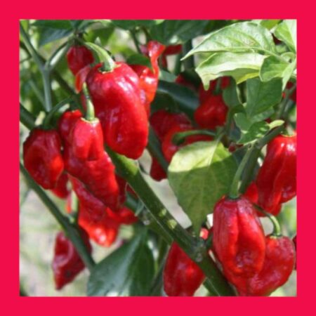 CHILLI-GHOST