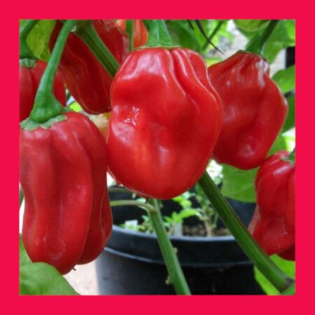 CHILLI-HABANERO-RED