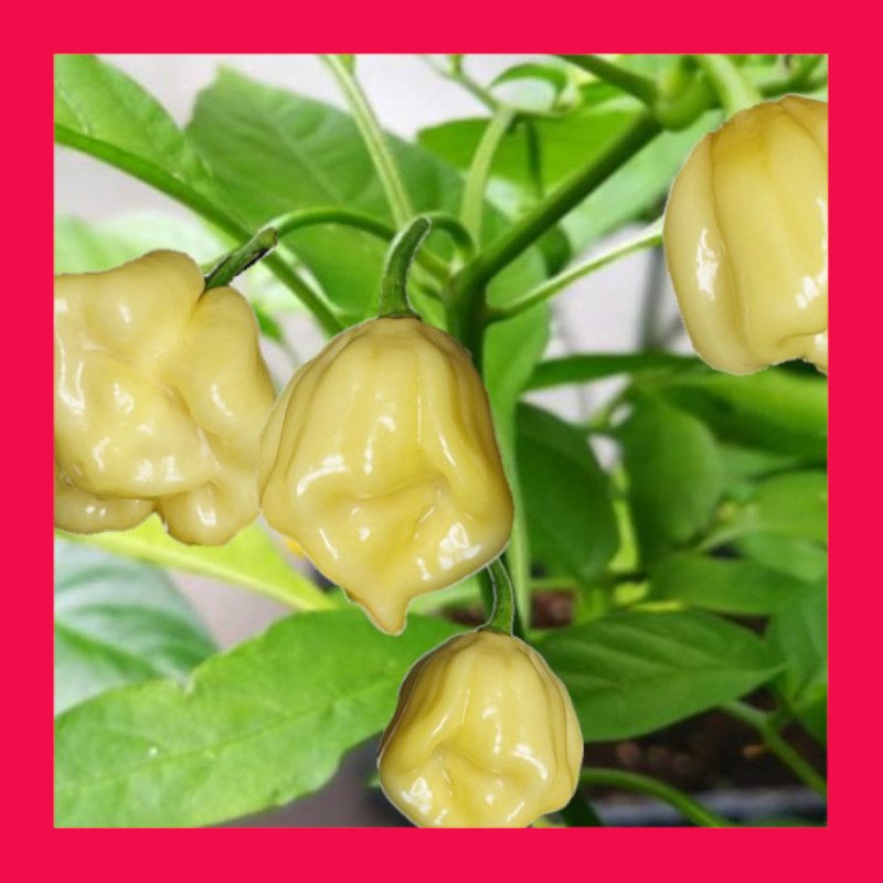 CHILLI-HABANERO-WHITE 1 CHILLI-HABANERO-WHITE