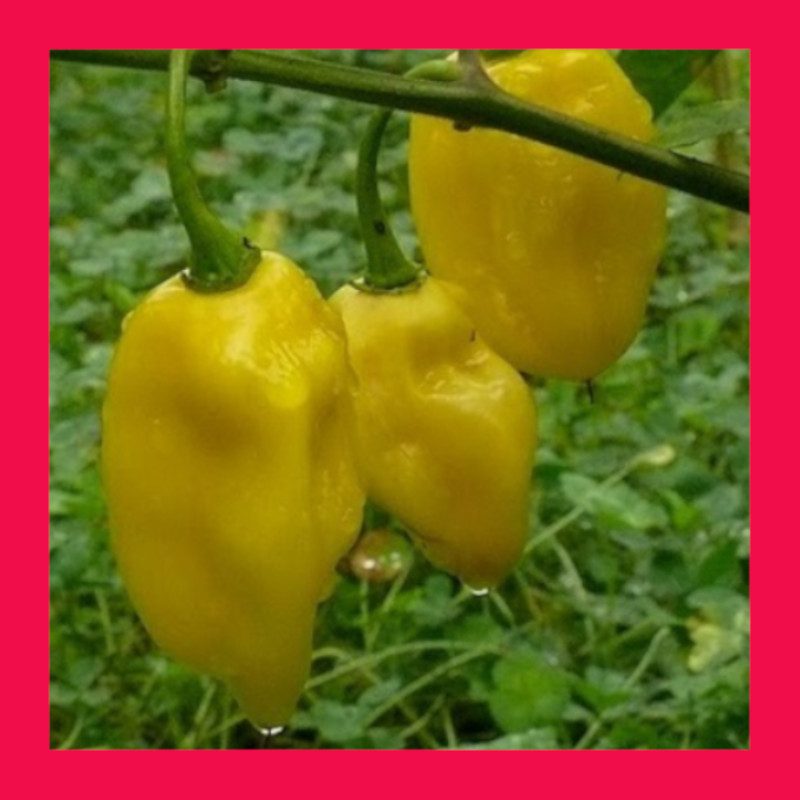 CHILLI-HABANERO-YELLOW 1 CHILLI-HABANERO-YELLOW