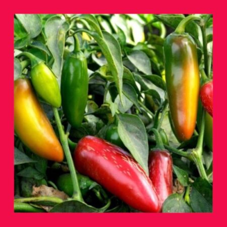 CHILLI-JALAPENO
