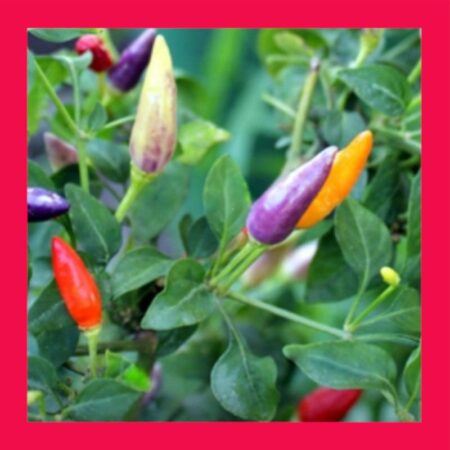 CHILLI-NUMEX MEXICAN TWILIGHT