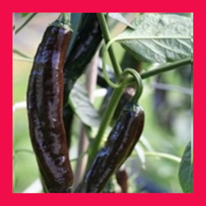 CHILLI-PASILLA BAJIO (CHILACA/CHILLI NEGRO) 1 CHILLI-PASILLA BAJIO (CHILACA/CHILLI NEGRO)
