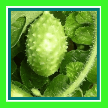 CUCUMBER-WEST INDIAN BURR - GHERKIN