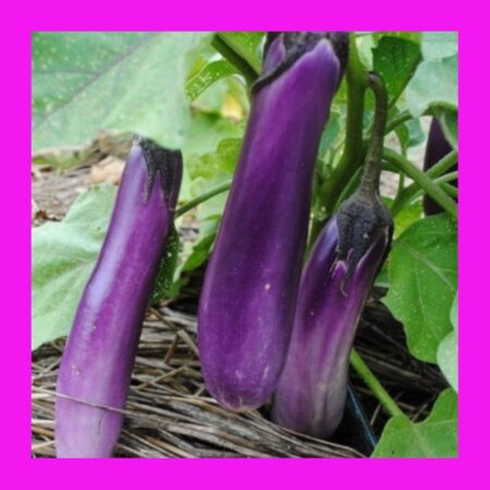 EGGPLANT-PING TUNG LONG