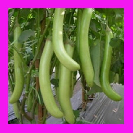 EGGPLANT-THAI LONG GREEN