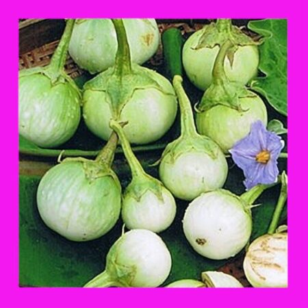 EGGPLANT-THAI ROUND GREEN