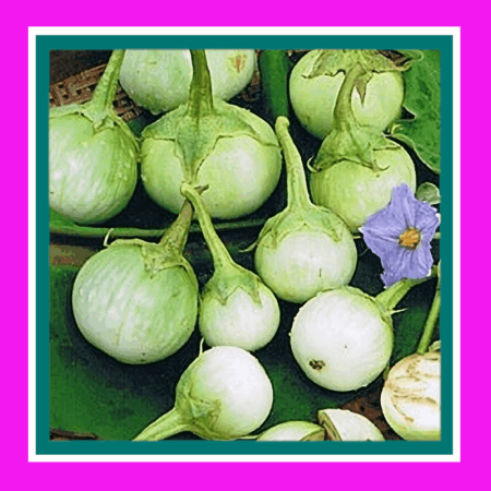 EGGPLANT-THAI ROUND GREEN (SALE)