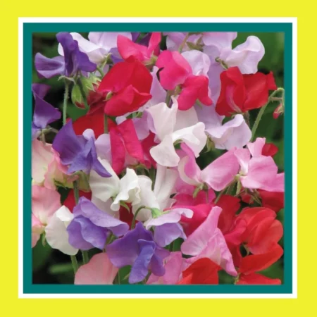 FLOWER-SWEET PEA-MIX (SALE)