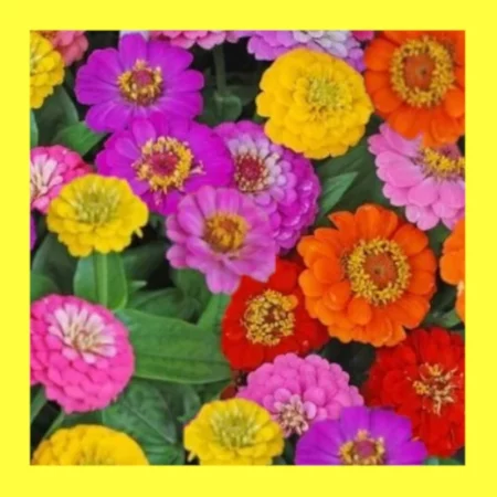 FLOWER-ZINNIA-ELGANS FORMULA MIX