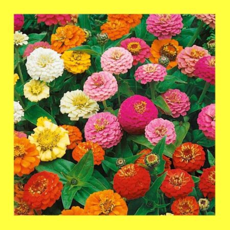 FLOWER-ZINNIA-THUMBELINA