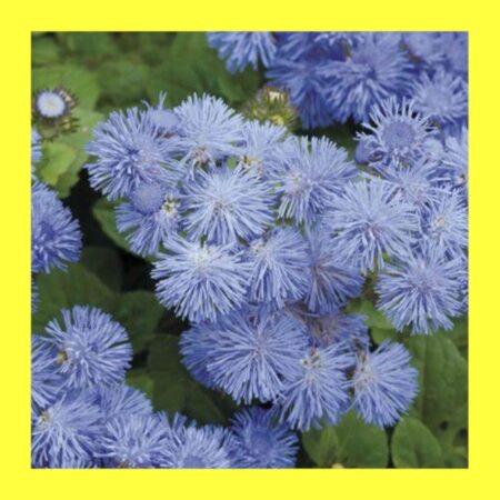 FLOWER-AGERATUM - MARKET GROWERS BLUE