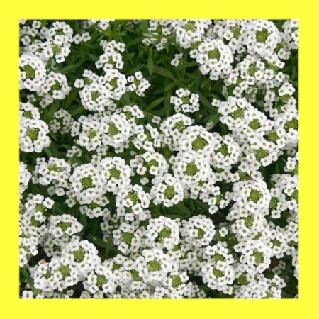 FLOWER-ALYSSUM WHITE (SWEET ALICE)