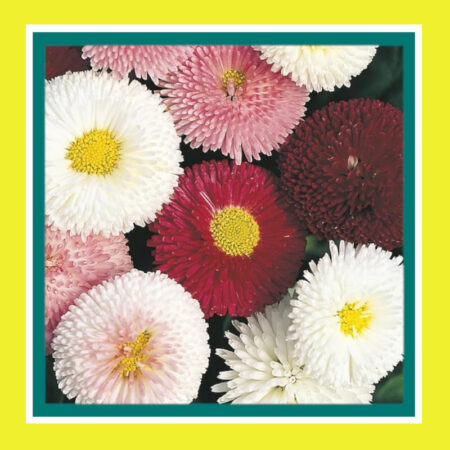 FLOWER_BELLIS_MONSTROSA-MIX_SALE