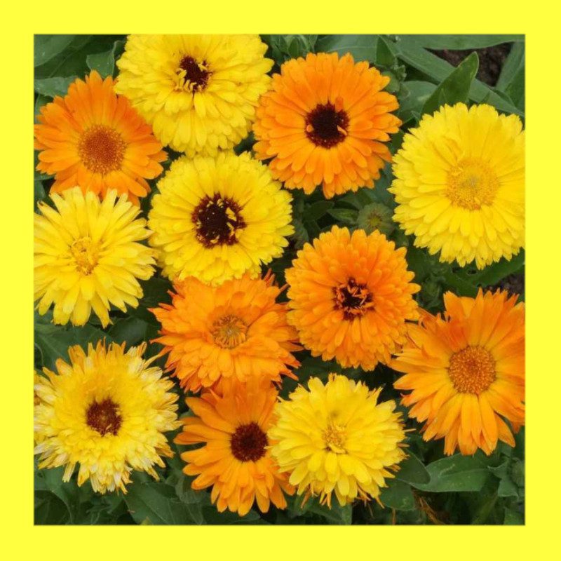 FLOWER-CALENDULA-PACIFIC BEAUTY 1 FLOWER-CALENDULA-PACIFIC BEAUTY