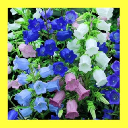 FLOWER-CANTERBURY BELLS