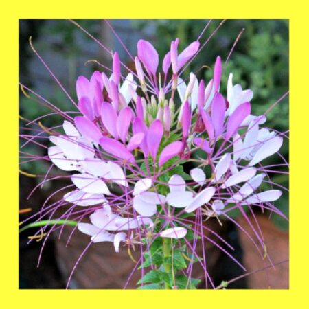 FLOWER-CLEOME (SPIDER FLOWER)