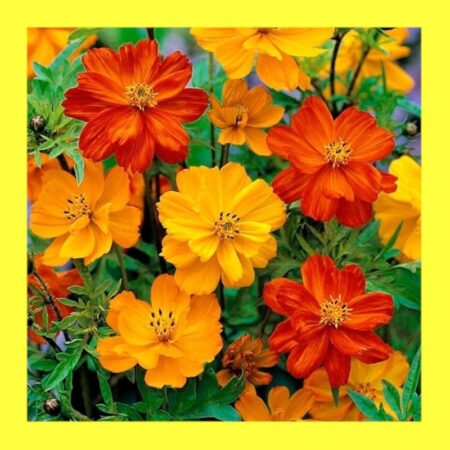 FLOWER-COSMOS-BRIGHT LIGHTS MIX