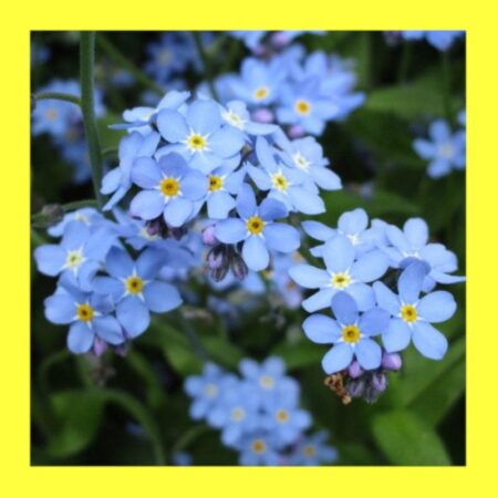 FLOWER-FORGET ME NOT