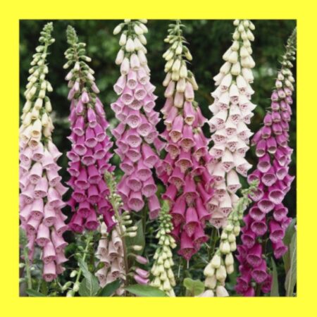 FLOWER-FOXGLOVE MIX
