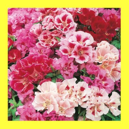 FLOWER-GODETIA-DWARF-DOUBLE MIX