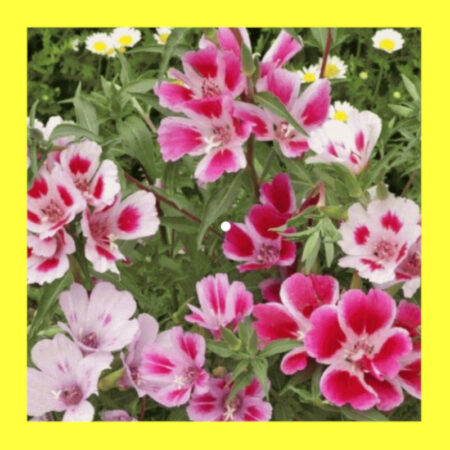 FLOWER-GODETIA-PINK MIX