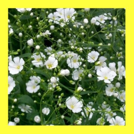FLOWER-GYPSOPHILA COVENT GARDEN-BABY’S BREATH
