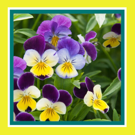 FLOWER-HEARTSEASE-JOHNNY JUMP UP(SALE)