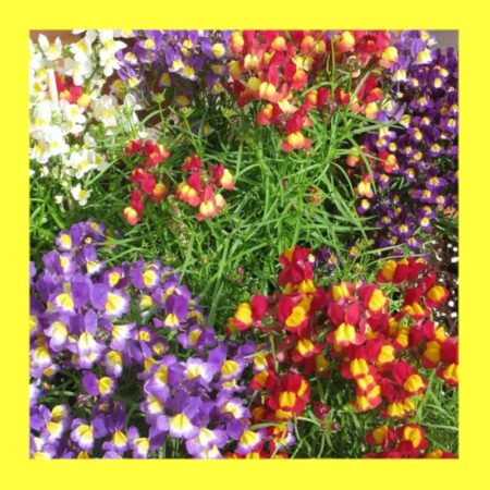 FLOWER-LINARIA-NORTHERN LIGHTS MIX