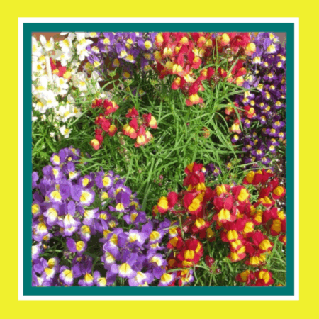 FLOWER-LINARIA-NORTHERN LIGHTS (SALE)
