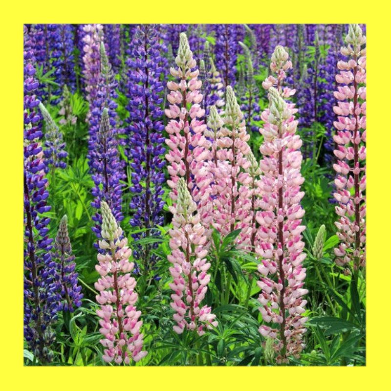 FLOWER-LUPIN MIX + inoculant 1 FLOWER-LUPIN MIX + inoculant
