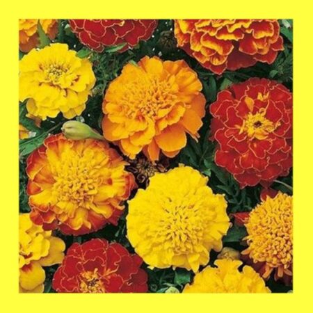 FLOWER-MARIGOLD SPARKY MIX