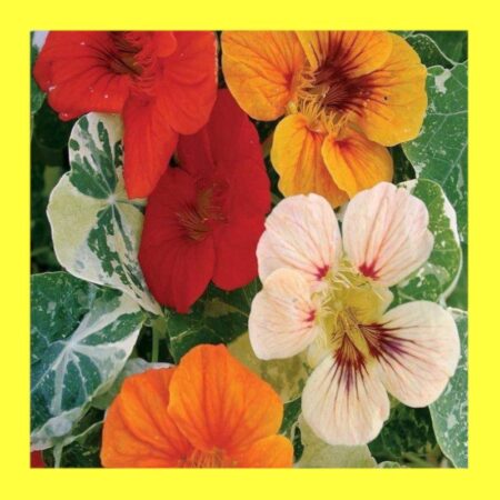 FLOWER-NASTURTIUM-ALASKA MIX